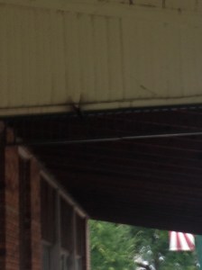 Last bird swiftly flapping