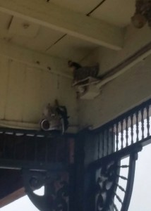 On the edge of the nest