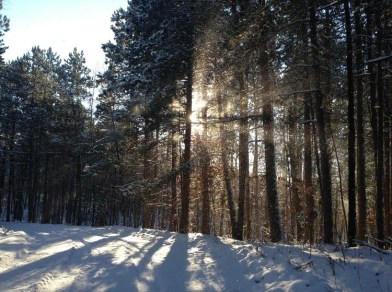trees-with-the-cross